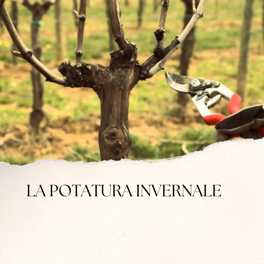 La potatura invernale - tecniche